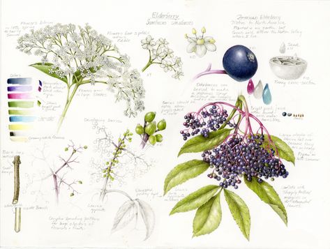 5 Warm-Up Exercises to Stretch your Drawing Muscles - Draw Botanical LLC Wendy Hollender, Sambucus Canadensis, Botanical Sketchbook, Botanical Artwork, Garden Journal, Botanical Illustrations, Books Art, Draw Art, Passion Flower