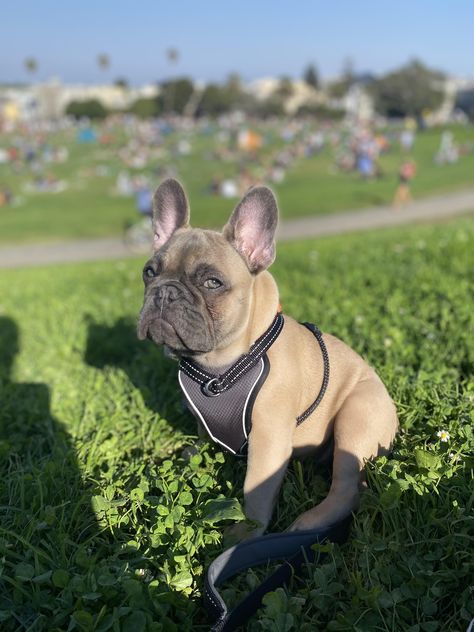 French Bulldog Prices, French Bulldog Breeders, French Bulldog For Sale, Mood Bored, French Bulldog Gifts, Frenchie Bulldog, Bulldog Gifts, Love French, French Bulldog Puppy