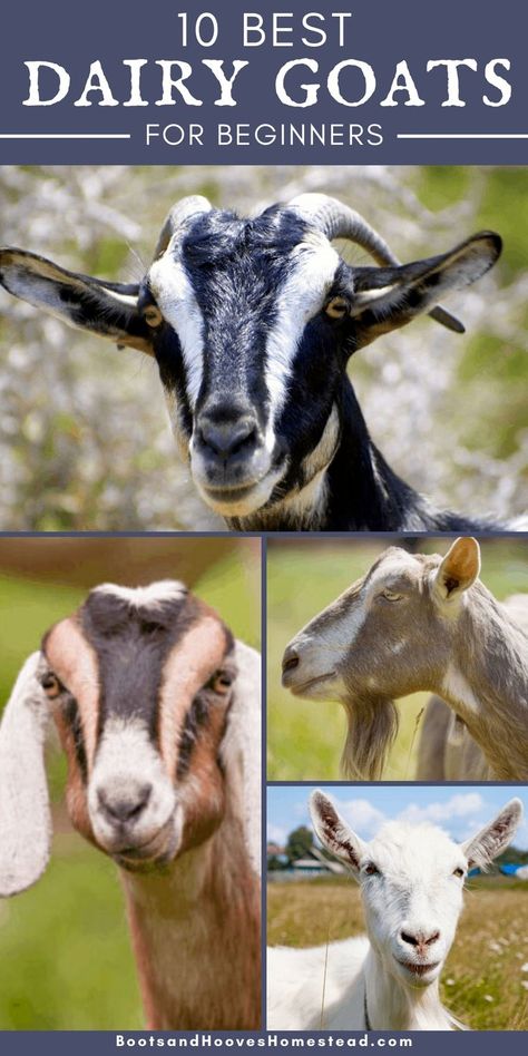 Dairy Goat Breeds, Goats For Beginners, Nubian Goats, Goat Breeds, Keeping Goats, Homestead Animals, Goat Shelter, Goat Pen, Goat Milking