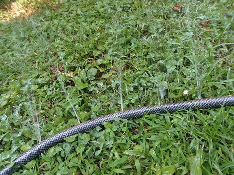 Soaker hoses save money and water. Make your own out of an old garden hose, and it'll last longer than anything you can buy. Here's how it's done. Diy Soaker Hose How To Make, Diy Soaker Hose, Soaker Hose Irrigation, Garden Hose Wreath, Hank Hill, Sprinkler Hose, Yard Plants, Garden Watering System, Low Water Gardening