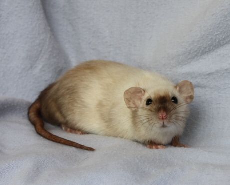 Siamese patterned rat Dumbo Rat, Baby Rats, Tiny Animals, Fancy Rat, Rat Terrier, Cute Rats, Rat Terriers, Pet Rats, Cute Mouse