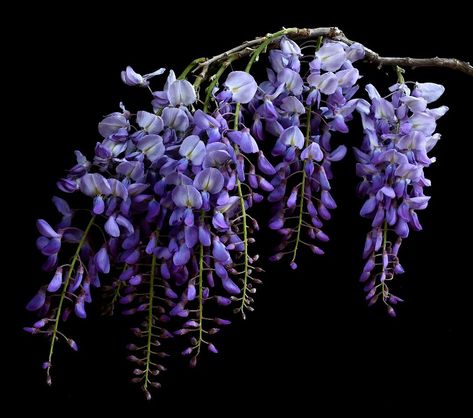 Winsome Wisteria 💜🖤 #wisteria #springinmelbourne #springflowers #spring #floral_perfection #floralstilllife #purple #purpleflowers #floweraddict #moodyflorals Wisteria Tattoo, Blue Wisteria, Begonia Flower, Flower Purple, Art Tips, Wisteria, Spring Floral, Art Sketchbook, Blossom