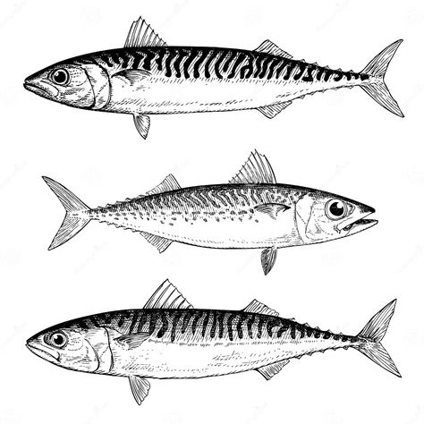 Mackerel Fish, Drawn Fish, Fish Artwork, Fish Vector, Weird Fish, Fish Illustration, Fish Drawings, Hand Drawn Illustration, Animal Sketches