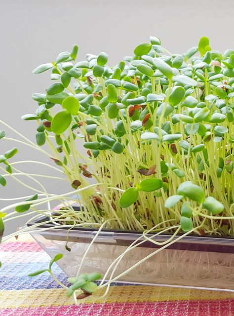 Growing Chia Seeds, Food For One, Red Russian Kale, Microgreens Growing, Microgreens Recipe, Broccoli Plant, Broccoli Benefits, Fairy Food, Red Russian