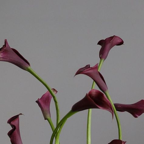 AIKU FLORAL on Instagram: "Calla lilies & long beans  . . . . . . . . . . #longbeans #callalily #flowers #eventflowers #floralinspo #flowermagic #centerpieces #dancingflowers #weeklyflowers #interiorflowers" Dark Calla Lily, Lily Table Decor, Aiku Floral, Fall Flowers Aesthetic, Burgundy Calla Lily, Pretty Flowers Aesthetic, Calla Lily Centerpiece, Calla Lillies Wedding, Red Calla Lily