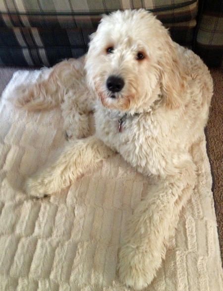 THIS LOOKS LIKE MY GOLDEN DOODLE IN THE WINTER :O only my golden doodle is like a light brown! Snacks For Energy, Poddle, Red Poodles, Golden Doodles, Kayak Paddle, Golden Doodle, Cool Breeze, Doodle Dog, Labrador Retrievers