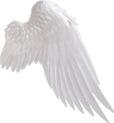 Angel Wings And Halo, Angel Wings Png, Wings And Halo, Angel Clipart, Wings Png, Free Angel, Feather Angel Wings, Clip Art Library, Pretty Fonts