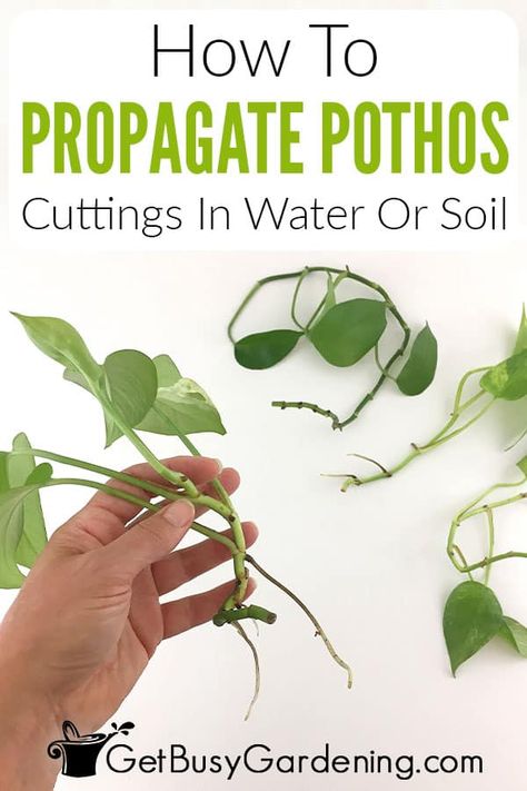 Do you love your pothos plant and wish you could grow more without the cost of purchasing new ones? It’s time to check out my detailed guide about how to propagate pothos. In it I’ve shared multiple methods for expanding a single plant into many and even included a handy supply list to get you started. All you need to do is follow my easy step-by-step instructions to get your baby pothos plant rooted and growing. By learning how to propagate devil’s ivy, you’ll never have to buy a new one again. Ivy Propagation, Propagating Pothos, Pothos Propagation, Propagate Pothos, Pathos Plant, Propagation Plants, Pothos In Water, Soil Recipe, Garden Landscaping Design Ideas