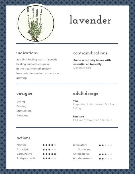 Beautiful monograph on the medicinal properties of lavender - the swiss army knife of the apothecary. Click on it for even more information on how to use lavender to heal. | Hillsborough Homesteading  #herbalremedies #herbalmedicine #herbs #folkremedies #homeremedies #natural #naturalcures #remedies #homesteading #selfsufficiency Benefits Of Lavender, Agnus Castus, Lavender Leaves, Lavender Benefits, Essential Oils For Pain, Energy Tea, Herbal Apothecary, Simple Health, Herbal Healing