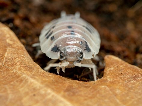 Dairy Cow Isopods, Pet Isopods, Reptile Store, Cricket Insect, Millipedes, Pill Bug, Worm Bin, Exotic Pet, Dairy Cow