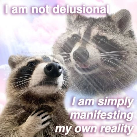 Raccoon Memes, Raccoon Sticker, Funny Compliments, Cute Raccoon, Raccoon Funny, Nintendo Art, Trash Panda, Silly Animals, Excuse Me