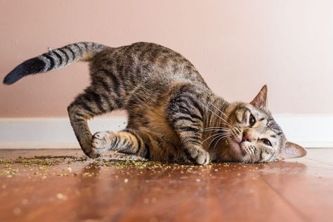 Photographer Catches Hilarious Pics Of Cats On Catnip! - Cole & Marmalade Funny Kittens, Pet Photographer, Cat Photography, Cat Behavior, Kittens Funny, Cute Kittens, Cat Care, All About Cats, Beautiful Cats