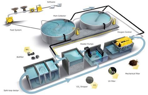 NTESCO: The Recirculation System Farming Fish, Aquaculture Fish, Aquaponics Greenhouse, Farming Technology, Aquaponics Fish, Aquaponics Diy, Hydroponic Farming, Aqua Culture, Cleaning Fish