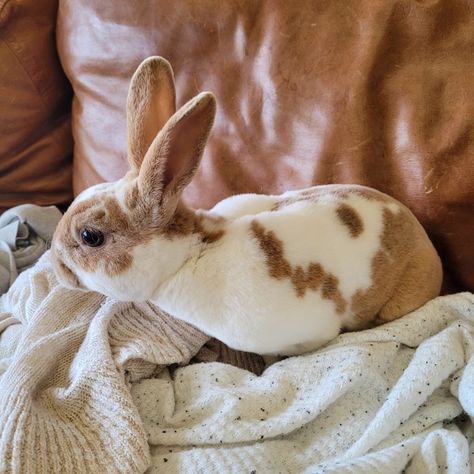 Mini Rex Bunnies, Bunny Breeds, Mini Rex Rabbit, Bunny Bun, Bunny Images, Silly Rabbit, Petting Zoo, Rex Rabbit, Character Development