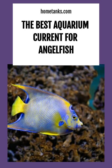 Angelfish are sensitive to the rapid currents in their tank, and generally, they don't like it. Read through this blog to know the best aquarium current for your angelfish. #angelfish #aquariumfish #freshwaterfish Angelfish Tank, Angel Fish Tank, Aquarium Store, Water Movement, Freshwater Aquarium Fish, Hiding Spots, Types Of Fish, Cool Tanks, Fish Swimming