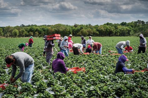 The Age of Robot Farmers | 08/04/19 Agriculture Pictures, Signs Youre In Love, Indoor Farming, Young Farmers, Outside Plants, Strawberry Picking, Agriculture Farming, Tomato Plants, New Yorker