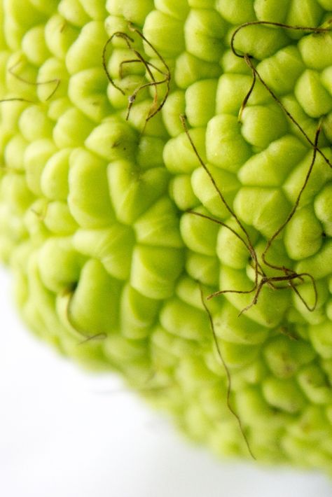 Maclura pomifera Maclura Pomifera, Hedge Apples, Strange Fruit, Photography Wall Art, Hedges, Off The Wall, Grapes, At Home, Fruit