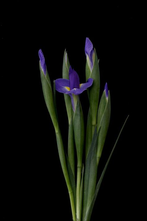 Siberian Iris, Dutch Iris, Flowers Black Background, Bud Flower, Iris Art, Virtual Flowers, Flowers Black, Purple Iris, Trendy Flowers