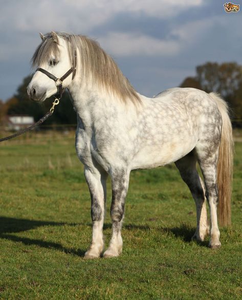 Welsh Mountain pony (Section A) Welsh Pony Section B, Welsh Mountain Pony, Welsh Ponies, Welsh Pony And Cob, Hackney Horse, Horse Standing, Horse Markings, Cai Sălbatici, Welsh Pony