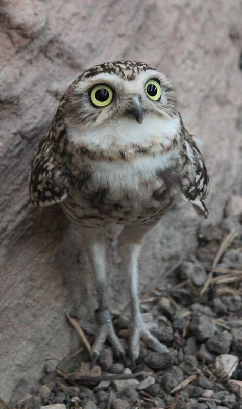 Awesome Owls, Nocturnal Birds, Burrowing Owl, Baby Owl, Owl Pictures, Beautiful Owl, Inner Wisdom, Owl Bird, Baby Owls