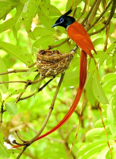 Asian Paradise Flycatcher Paradise Flycatcher, Birds Photography Nature, Color Splash Photography, Animal Attack, Splash Photography, Nature Birds, Exotic Birds, All Birds, Bird Pictures