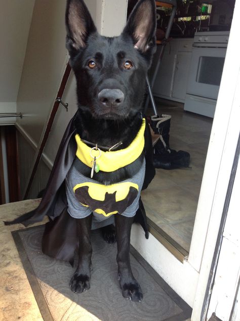 My 2 yr old black GSDS "Gunny" as Bat Dog.  He's a rescue from Garden State German Shepherd Rescue, NJ. Black Dog Costume, Shepherd Costume, Batman Dog, Dog Films, Best Dog Costumes, Cute Dog Costumes, Bat Dog, Black German Shepherd, Pet Halloween Costumes