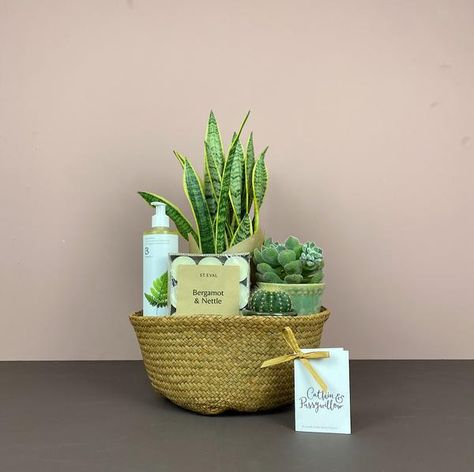 Nettle Tea, Xmas Hampers, Antique Candle Sticks, Belly Basket, Plant Crafts, Christmas Plants, Mini Cactus, New Homeowner Gift, Plant Basket