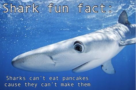 Shark Fun Facts, Silly Sharks, Shark Things, Shark Facts, Shark Photos, Shark Pictures, Sharks Funny, Shark Art, Shark Fishing