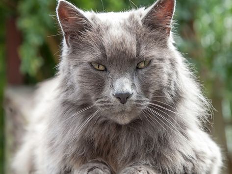 Old words for animals Nebelung Cat, Senior Cat Care, Best Litter Box, Soul Therapy, Nebelung, Best Cat Food, Pet Cemetery, Older Cats, Grey Cat