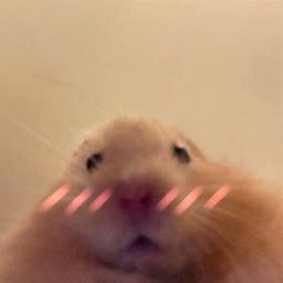 Meme pfp cute pfp hamster cute hamster blushing aesthetic alt cute Uwu Pfp, Kawaii Pfp, Cute Pfp, Black Color Hairstyles, Color Hairstyles, Brown Hairstyles, A Pic, My Crush, Chocolates