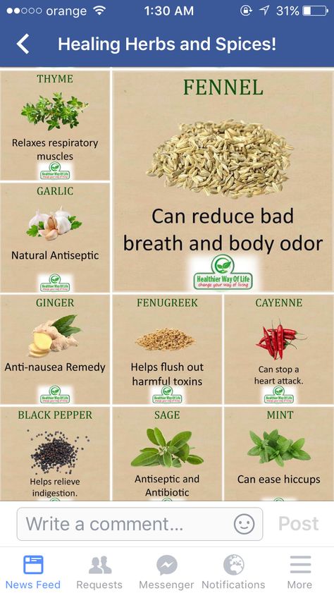 Herbs For Body Odor, Anti Nausea, Remedies For Nausea, Body Odor, Healing Herbs, Healthy Mind, Fennel, Healthy Body, Healing