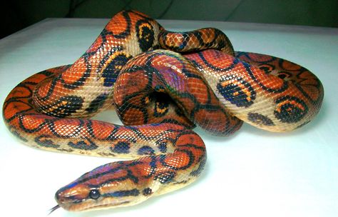 14 Species of Boas and Pythons - Amazing Snakes Rainbow Boa Enclosure, Boa Enclosure, Amazon Rainforest Plants, Brazilian Rainbow Boa, Rosy Boa, Brazilian Rainforest, Snake Enclosure, Danger Noodles, Cool Snakes