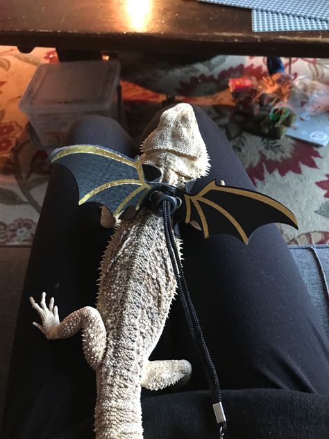 Bearded Dragon Wings, Lizard Harness, Bearded Dragon Leash, Bearded Dragon Harness, Leather Wings, Dragon Wings, Bearded Dragon, Pet Supplies, Walking