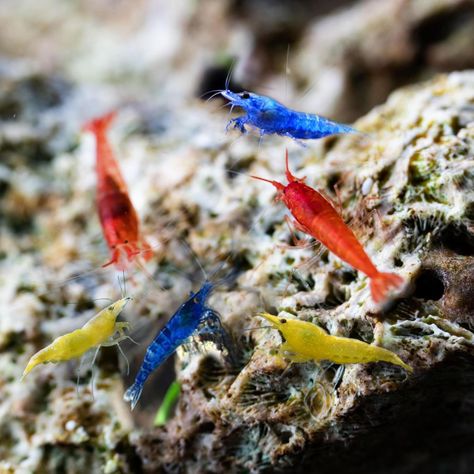 Amazon.com: 40 Pack Live Shrimp Freshwater Aquarium – Mixed 4 Colors of Red Fire, Green Jade, Yellow, Blue Dream Velvet – Neocaridina Shrimp 1/4 to 1/2 inch Live Shrimp Freshwater Aquarium (Pack of 40, Mix of 4 colors) : Pet Supplies Neocaridina Shrimp, Live Shrimp, Pet Shrimp, Blue Shrimp, Colors Of Red, Shrimp Tank, Undersea World, Live Aquarium, Blue Dream