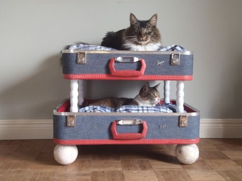 cat bunk beds Cat Bunk Beds, Upcycled Pet Bed, Pet Bunk Bed, Katt Grejer, Diy Pet Bed, Old Suitcases, Vintage Suitcases, Two Cats, Vintage Suitcase