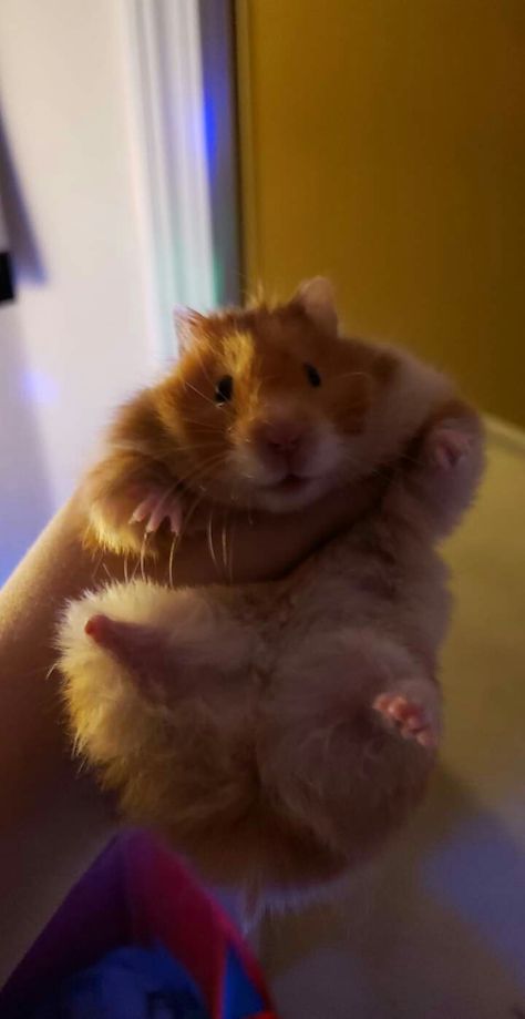 Pegleg like a pirate Fancy Bear Hamster, Hamster Facts, Bear Hamster, Hamster Eating, Cute Stuffed Animals, Hamsters, Small Pets, Stuffed Animals, Cute Animals