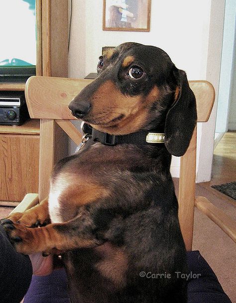 Maddie makes this face too - SO funny! I'm a firm believer everyone should own a dachshund for their humor alone will make you smile every day. Dachshund Breed, Dog Humor, Dachshund Funny, Pet Memes, Funny Dachshund, Weenie Dogs, Funny Dog Pictures, Dachshund Lovers, Dachshund Love