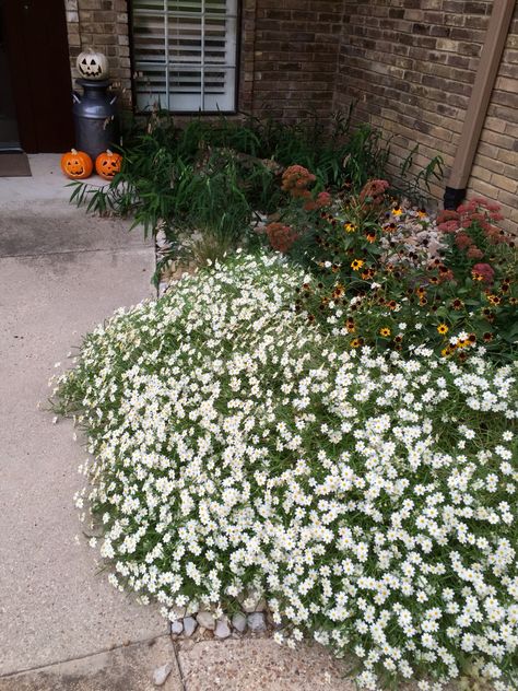 Pocket Prairie, Blackfoot Daisy, Lake Plants, White Perennials, Texas Gardens, Front Yard Flowers, Yard Flowers, Texas Plants, Circle Drive