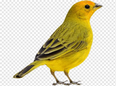 Domestic Canary, Saffron Finch, Finch Bird House, Budgerigar Bird, Parrot Drawing, Turkey Bird, Canary Birds, Finches Bird, Birds Of Australia