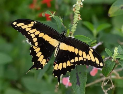 The Giant Swallowtail (Papilio cresphontes) is the largest of all North American butterflies although female Tiger Swallowtails approach the same size. North American Butterflies, Giant Swallowtail Butterfly, Giant Swallowtail, Female Tiger, Dragon Flies, Flying Flowers, Swallowtail Butterfly, Beautiful Bugs, Frozen Vegetables