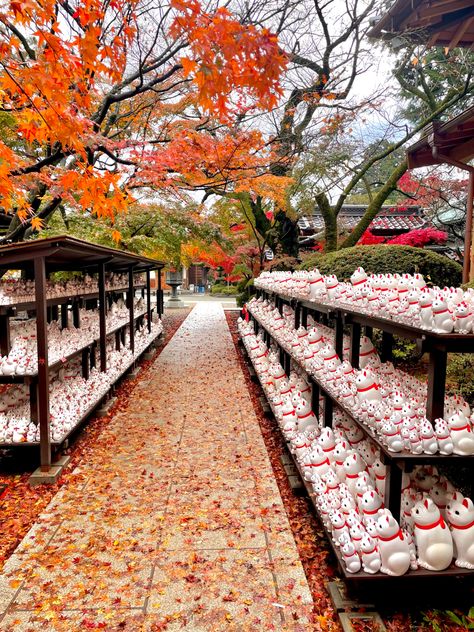 Gotokuji temple Tokyo autumn Japan fall colors leaves cute kawaii cat Tokyo In Autumn, Japan Autumn Aesthetic, Tokyo Travel Aesthetic, Tokyo In Winter, Japan University, Gotokuji Temple, Tokyo Autumn, Japan Moodboard, Tokyo Temple