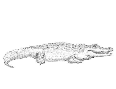 How to Draw a Crocodile Alligator Tattoo, Crocodile Tattoo, Crocodile Illustration, Alligators Art, Side View Drawing, Hunting Tattoos, Surreal Tattoo, Drawing Heads, Crocodiles