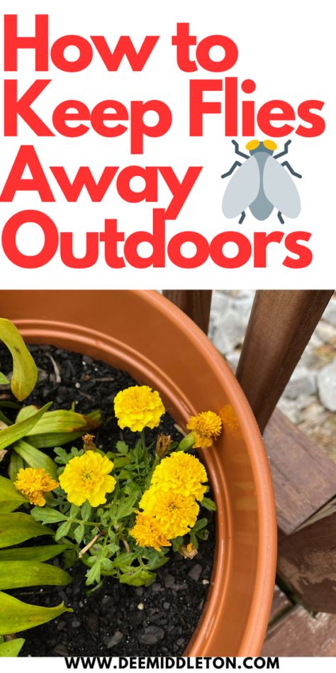 How to Keep Flies Away Outdoors - deemiddleton.com Home Remedies For Flies, Flies Repellent Outdoor, Diy Flies Repellent, Fly Repellant Diy, Natural Fly Repellant, Plants That Repel Flies, Flies Outside, Outdoor Eating Area, Get Rid Of Flies