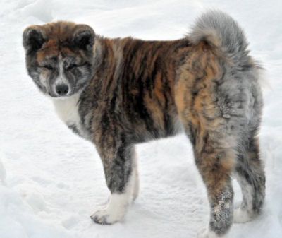 What my pup used to look like                              … Akita Brindle, Brindle Akita, Akita Inu Puppy, Japanese Dog Breeds, Japanese Akita, Akita Puppies, American Akita, Akita Inu, Japanese Dogs