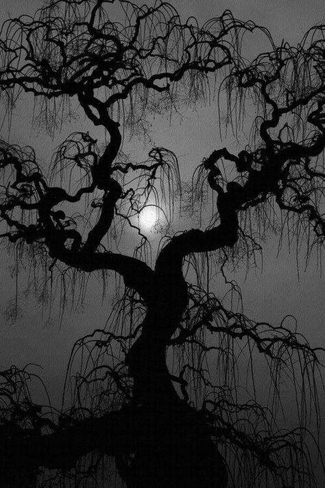 Era Victoria, Spooky Trees, 다크 판타지, Occult Art, Moon Photography, Beautiful Moon, Tree Silhouette, Dark Forest, Beautiful Tree