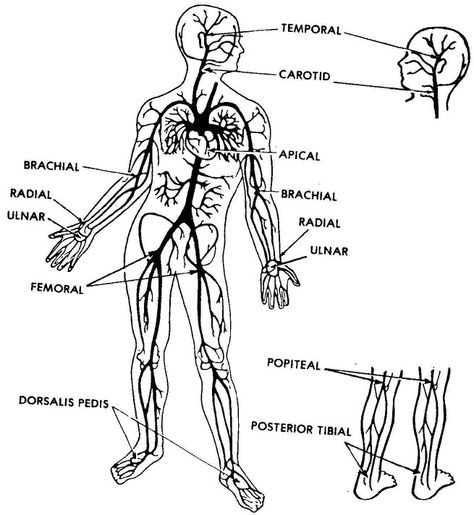 Anatomy pulse chart to apply/rub on with natural fever reducing remedy with cotton. Allied Health Professionals, Body Diagram, Allied Health, Nclex Study, Combat Medic, Nursing Profession, Fundamentals Of Nursing, Essential Oils Herbs, Medical Careers