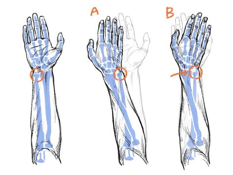 Zbrush Anatomy, Arm Anatomy, Skeleton Arm, Arm Bones, Human Anatomy Drawing, Human Anatomy Art, Anatomy For Artists, Art Tools Drawing, Body Anatomy