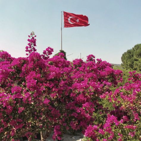 Pink Flowers with a Turkish Flag by Andrew James Penniall Turkish Flowers, Wedding Flags, Turkish Flag, Turkish Wedding, Turkey Country, Flag Photo, Freedom Design, Website Backgrounds, Print Advertising