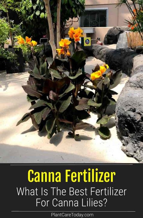 Canna lilies are herbaceous perennials that are easy to grow and low maintenance. Learn the best fertilizer for this plant to bloom. Canna Lily Seeds, Canna Lily Planter Ideas, Canna Lily Landscaping Ideas, Canna Lily Container Pots, Cannas Plant, Canna Lily Landscaping, Canna Lily Care, Canna Lily Garden, Canna Lillies