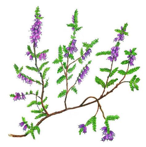 Heather Plant, White Heather, Outlander Fan, Plant Illustration, Tattoo Art, Tattoos And Piercings, Fun Things, Outlander, Flower Power